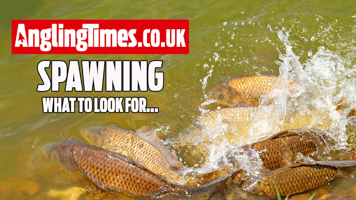 FISH SPAWNING - WHAT TO LOOK OUT FOR