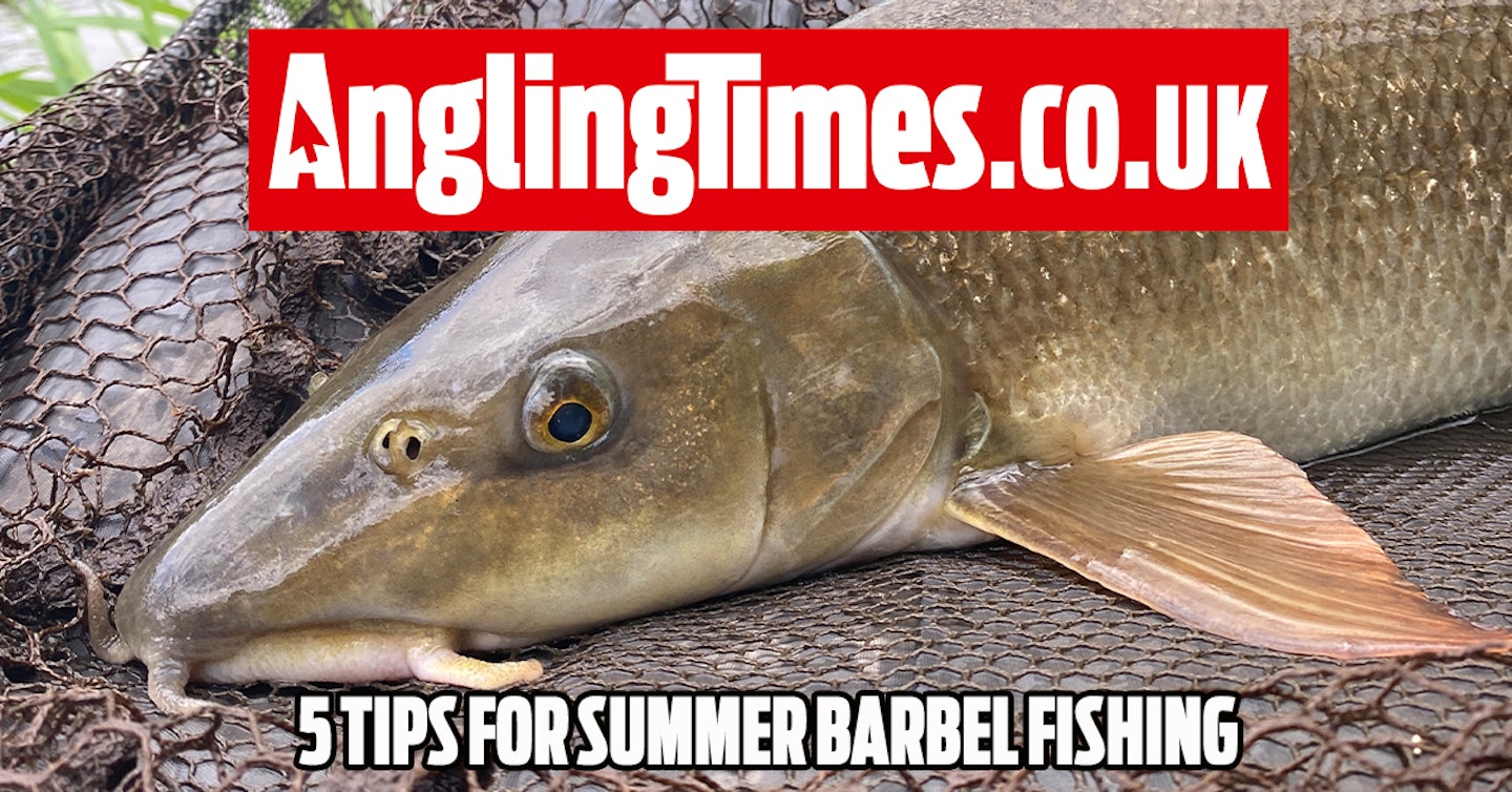 5 Summer barbel fishing tips