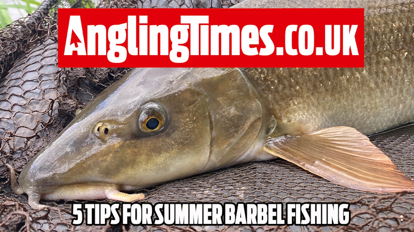 5 Summer barbel fishing tips