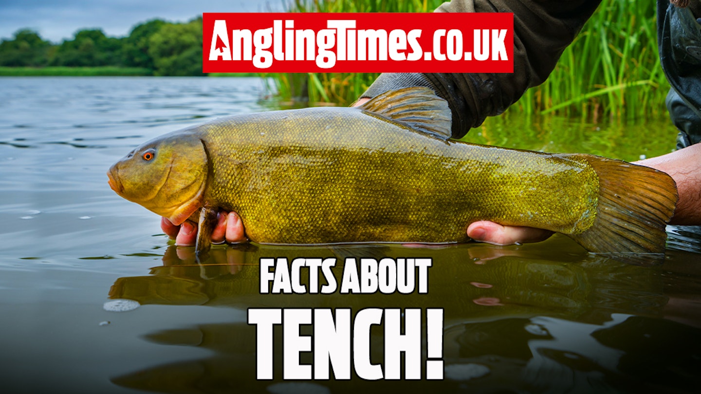 Everything you need to know about tench