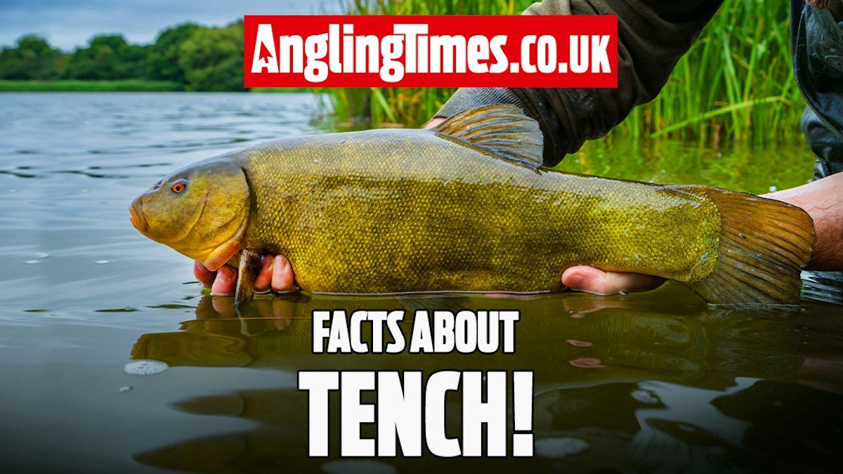 Tench Types Tips | Advice | Angling Times