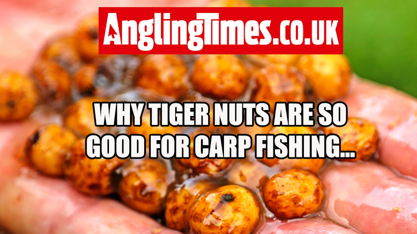 Why tiger nuts are one of the best baits for carp fishing