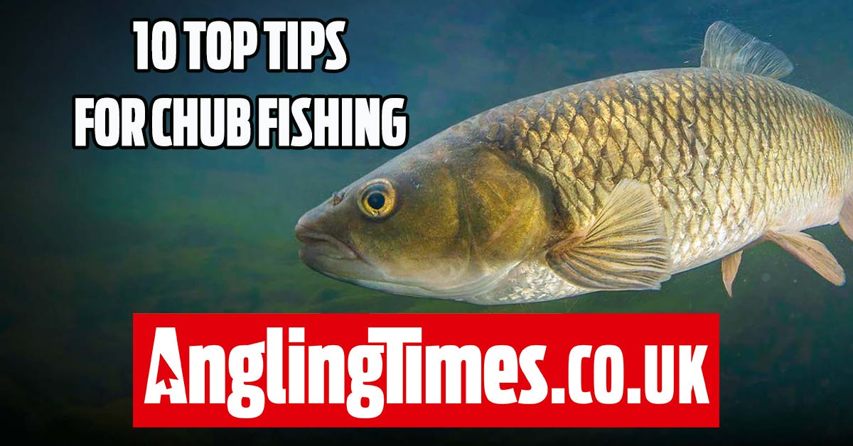 10 Great Chub Fishing Tips