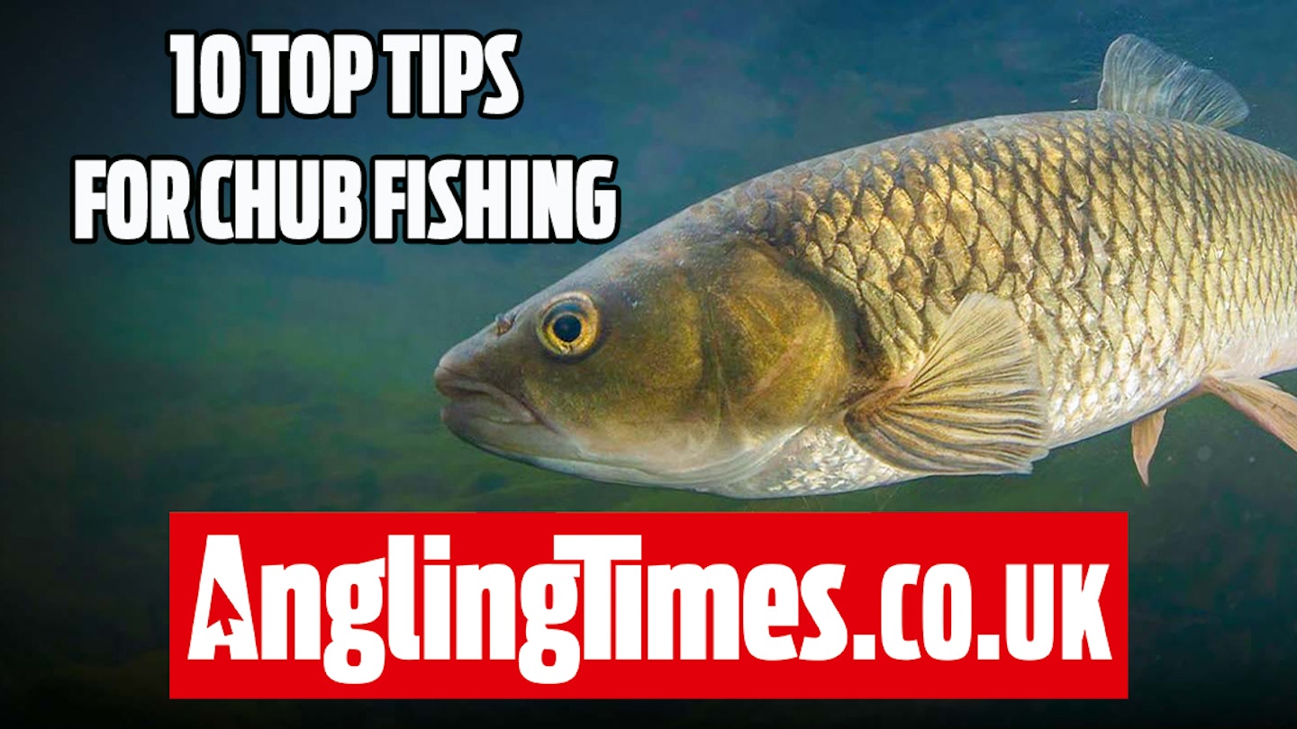 10 Great Chub Fishing Tips