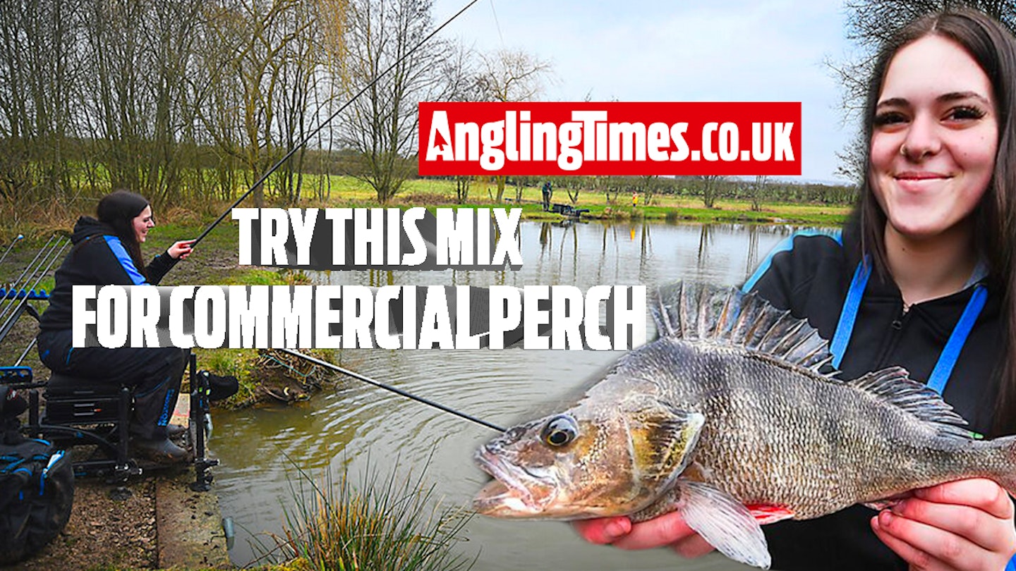 A magic bait mix for commercial perch