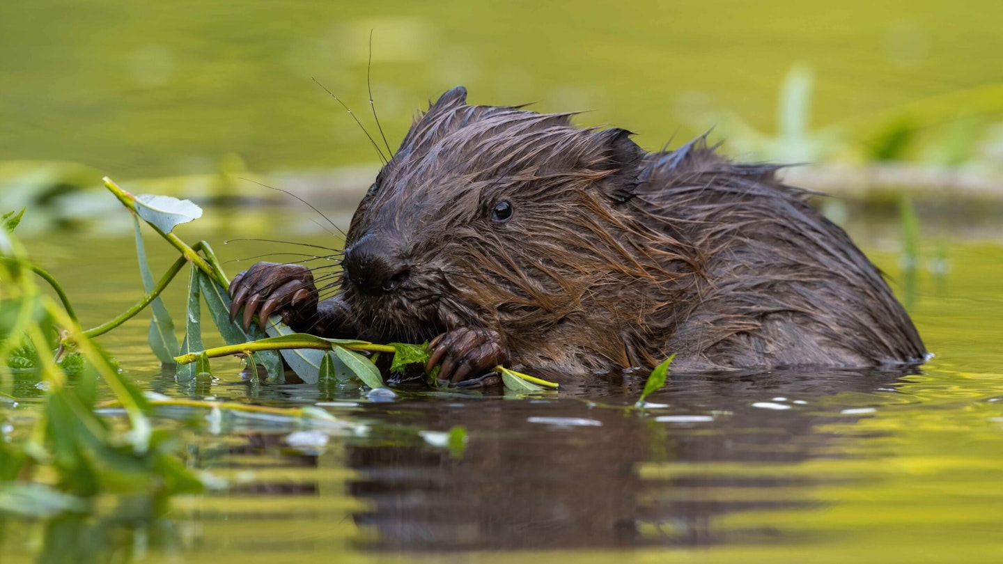 With expert analysis and public opinion divided, the return of beavers is sure to have positives as well as pitfalls. How far have they spread, and what are the likely rewards and impacts?