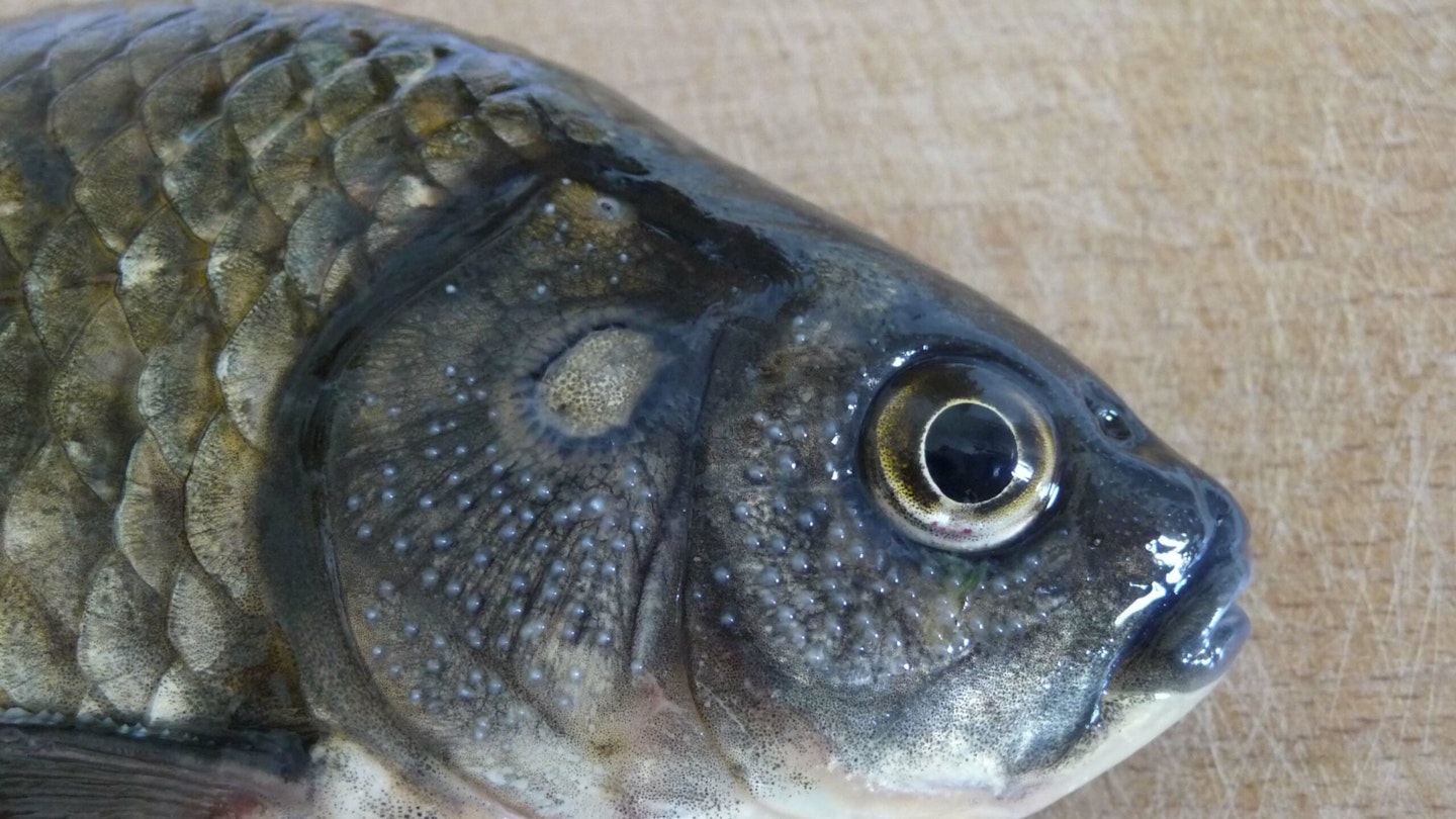 Prussian carp pose a huge threat to our native fish stocks.