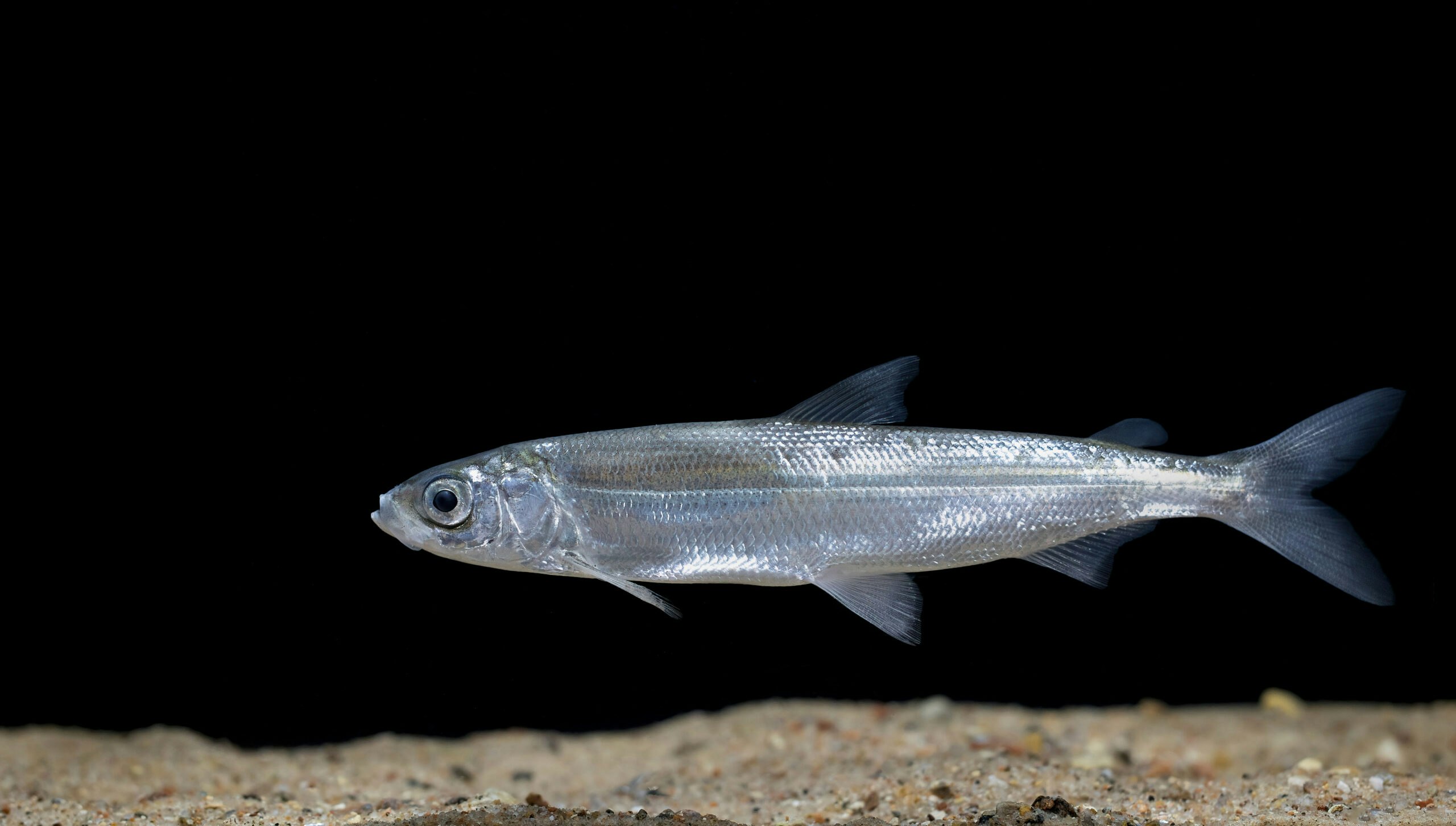 Vendace