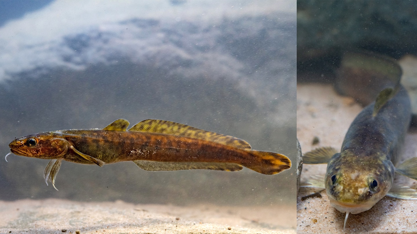 “Burbot are coming back – it’s official!”