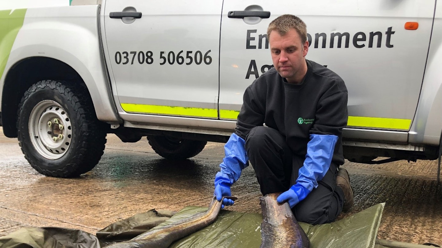 Two big catfish found in tiny park stream
