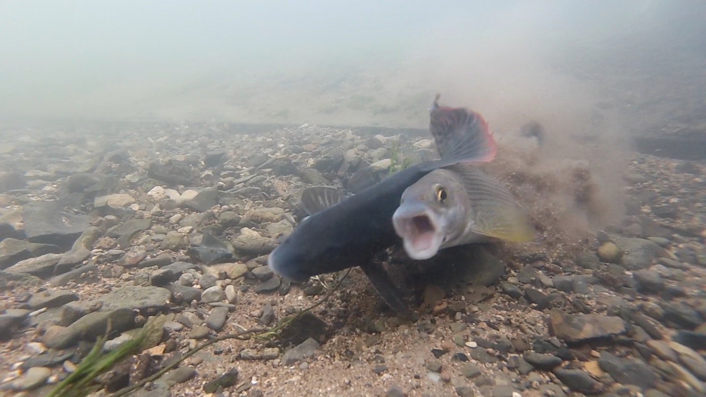 5 Fish behaviours you won’t believe! | Angling Times