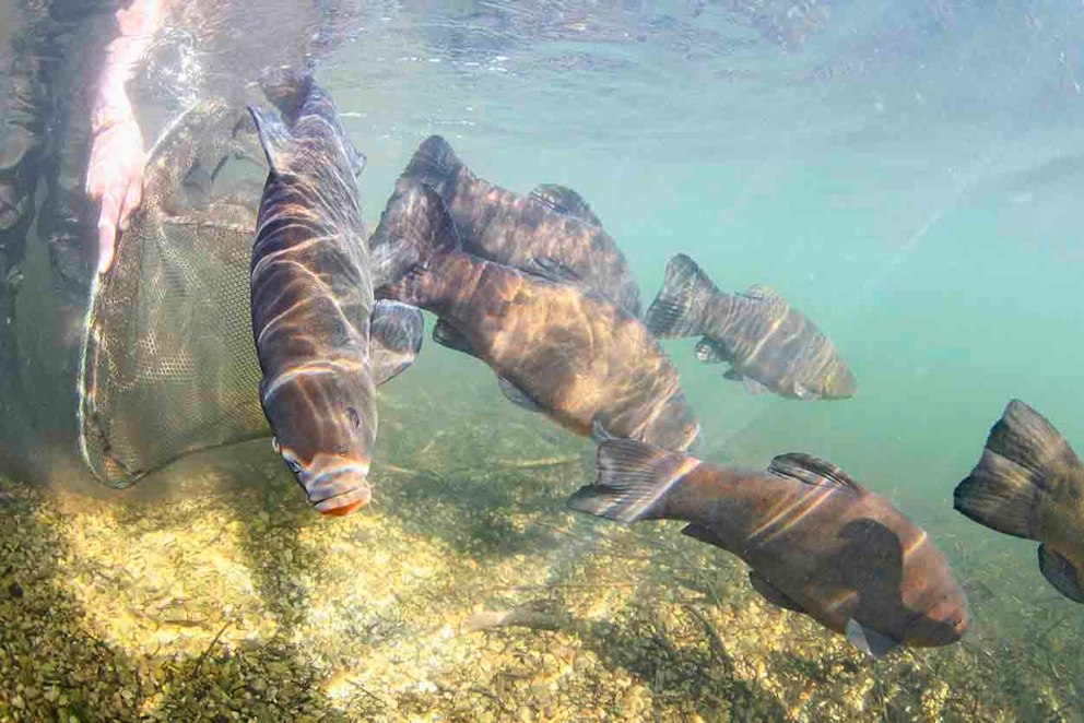 Tench Invasive Tench: The great survivors | Angling Times