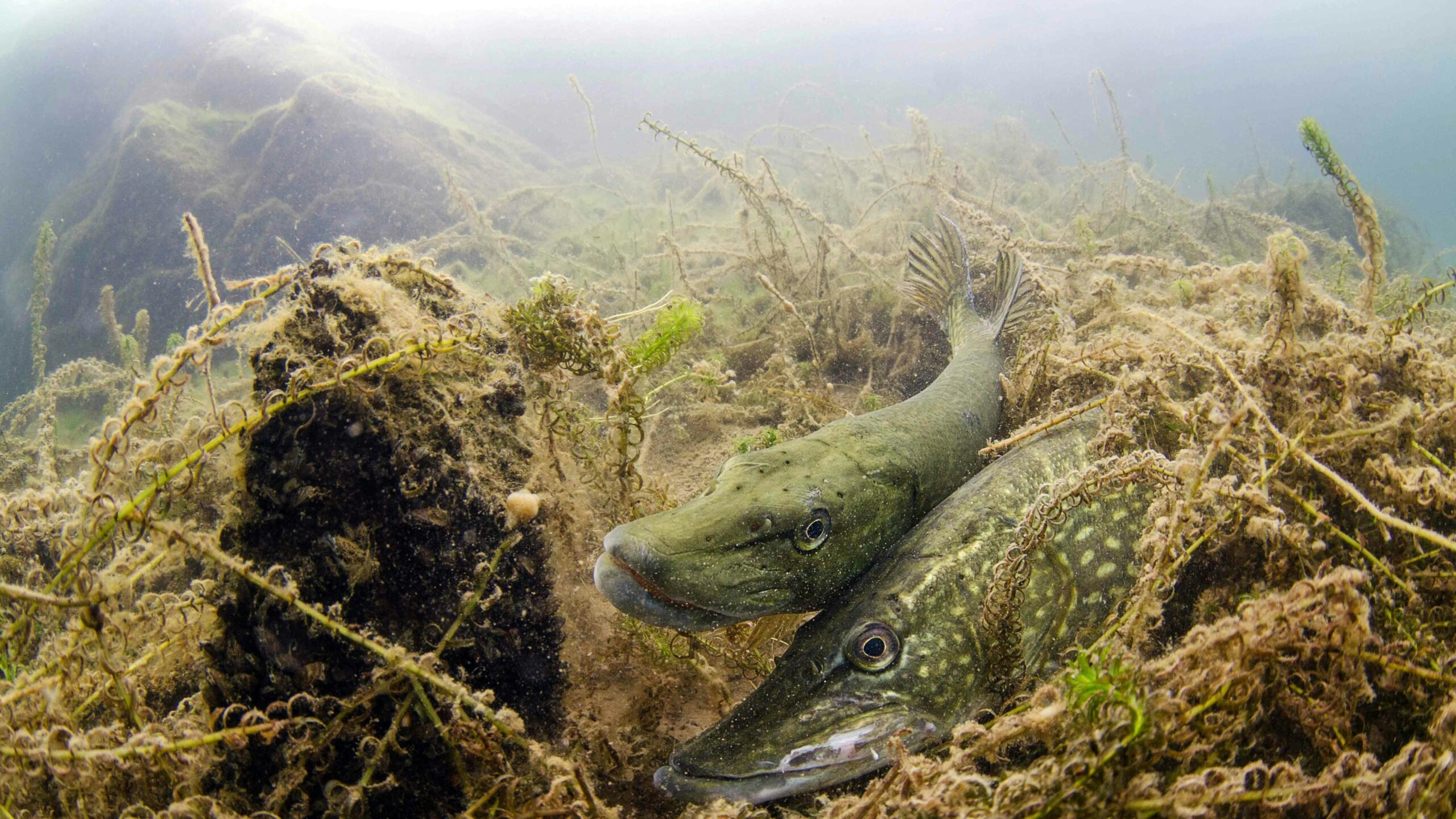 Do all coarse fish spawn at the same time? | Angling Times