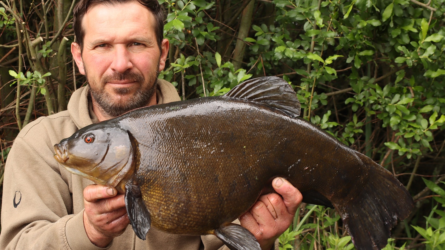 Monster tench landed twice in same trip!