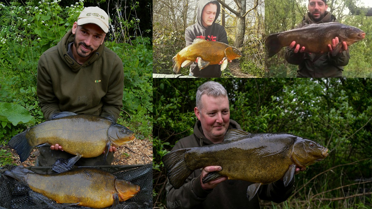 Tench Types Tench Fish Tench (Tinca Tinca) Pondife