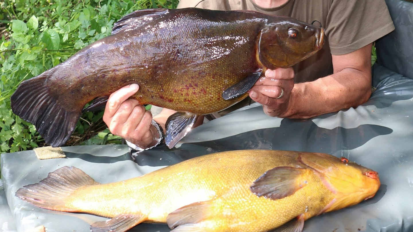 Big Tench Rigs Raft of doubles in mega tench haul | Angling Times