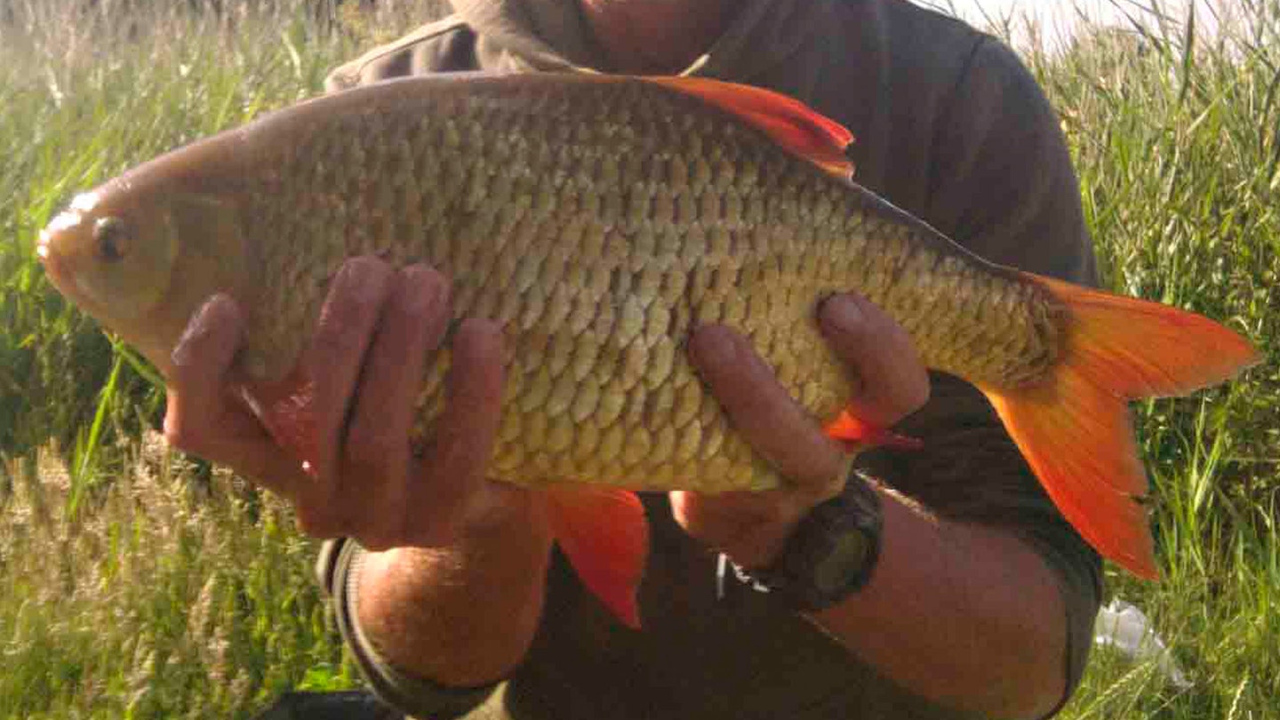 Could this be a RECORD rudd? | Angling Times
