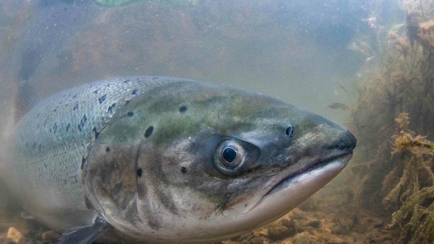 Wild salmon stocks fall to all-time low