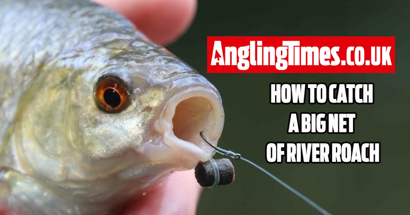 5 Things you must do to catch a big net of river roach this season