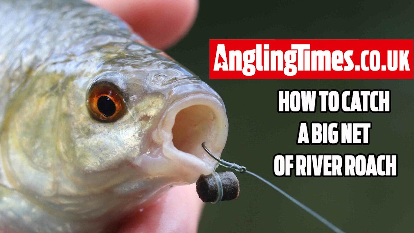5 Things you must do to catch a big net of river roach this season