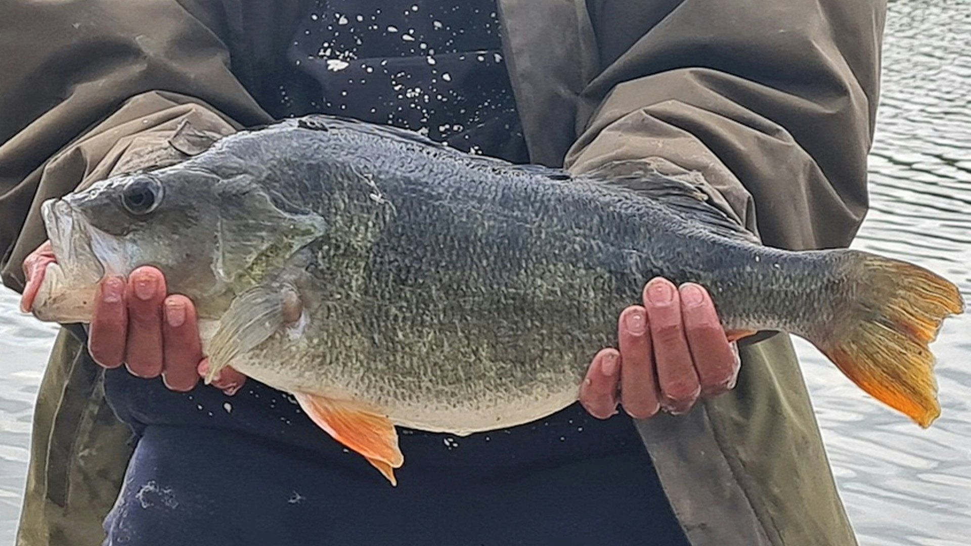 Perch Rotten Monster perch fights like a big carp – Ronnie Ahad | Angling Times