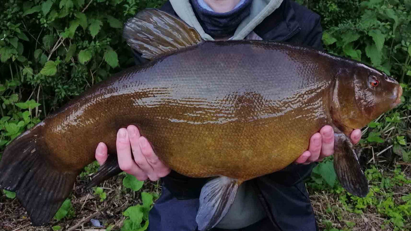 “It was an absolute BEAST of a tench” - Noah Reed
