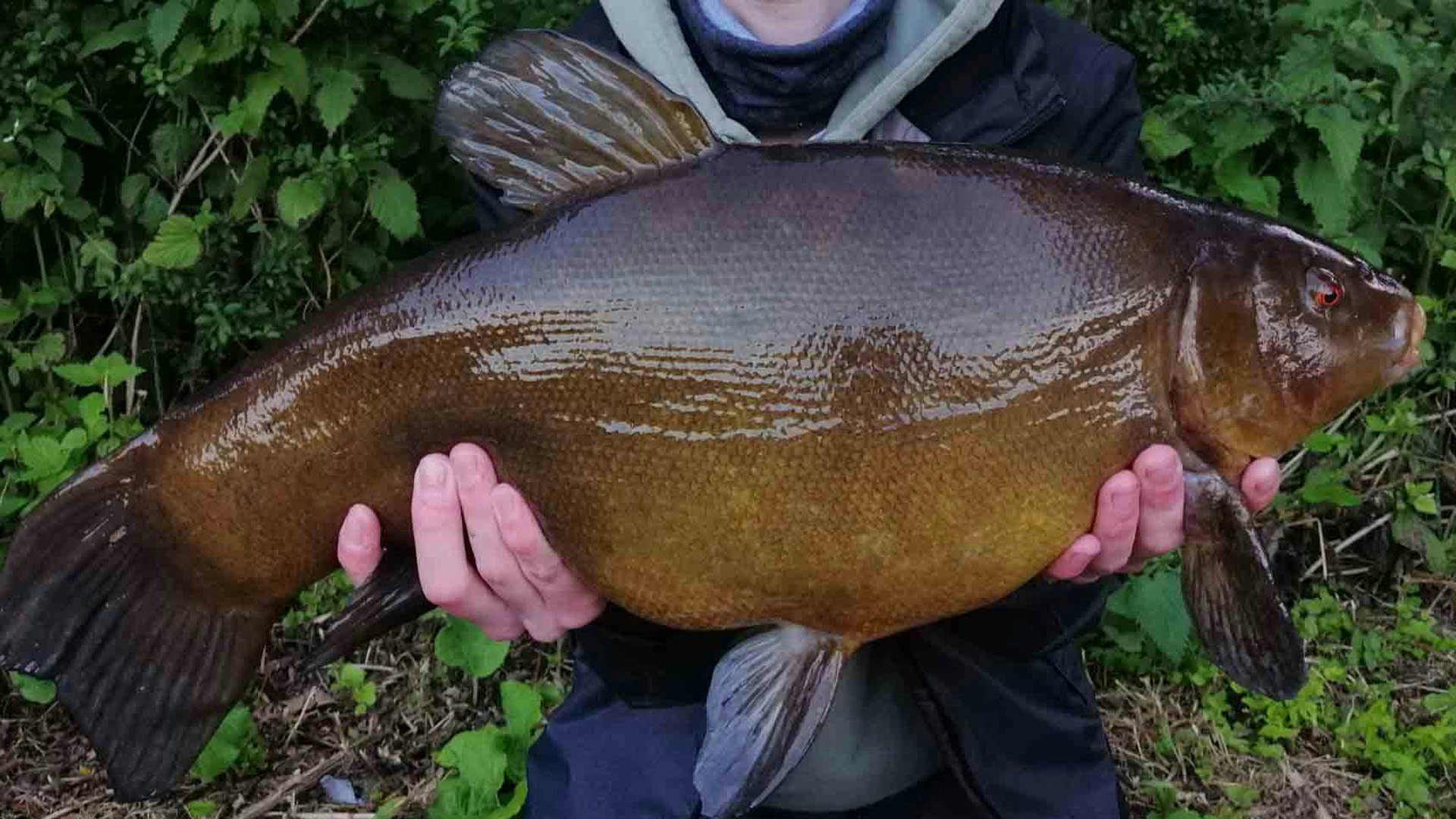Tench Rescue “It was an absolute BEAST of a tench” – Noah Reed | Angling Times