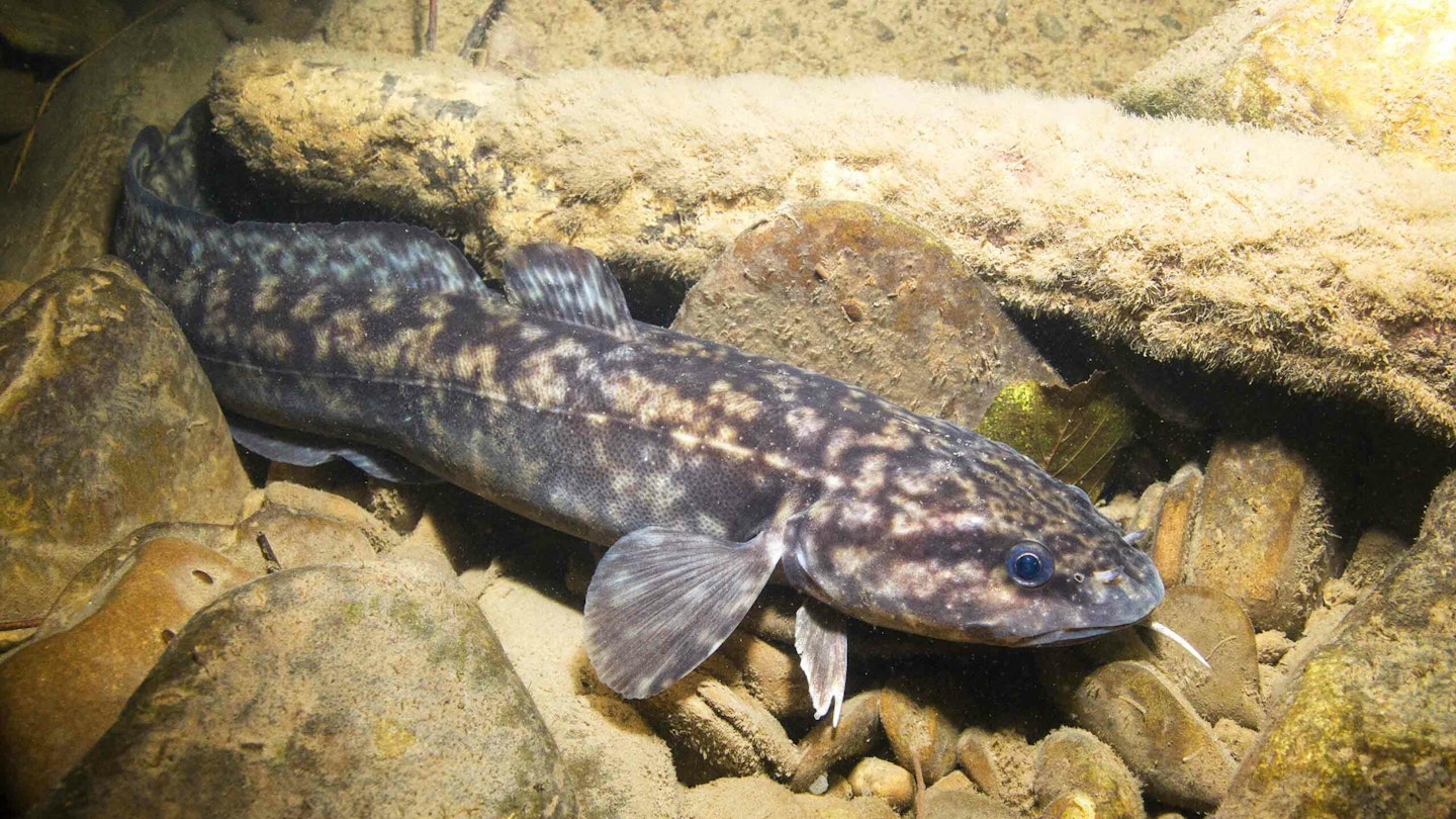 Shock ‘BURBOT’ capture from canal