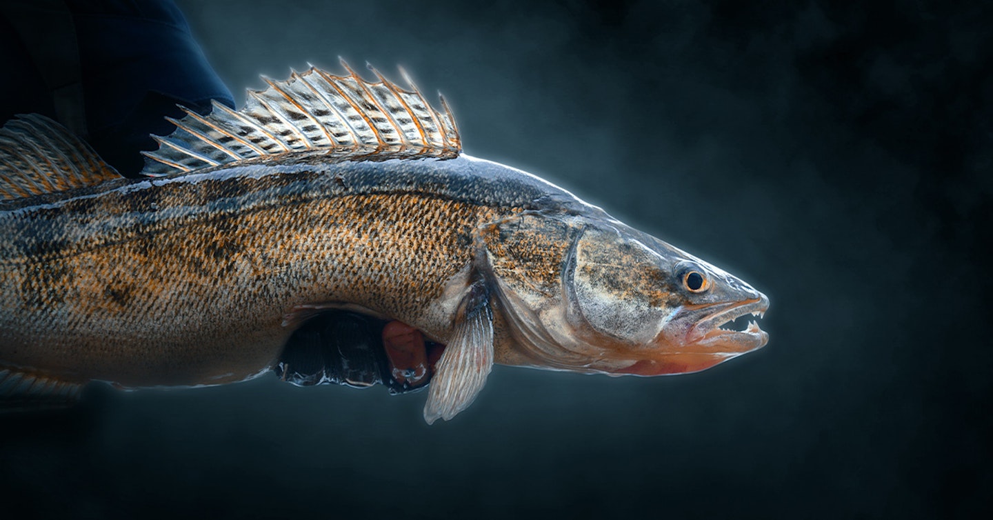 British Record Fish: Time for a more inclusive list?