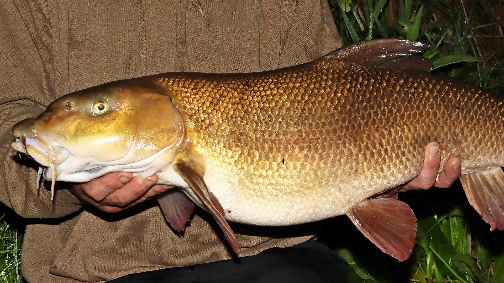 A beast of a Hampshire Avon barbel – Simon Daley | Angling Times