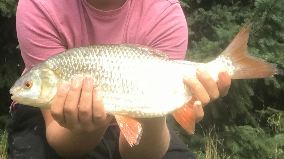 Roach Fish Roe Did this lad miss out on new roach record? | Angling Times