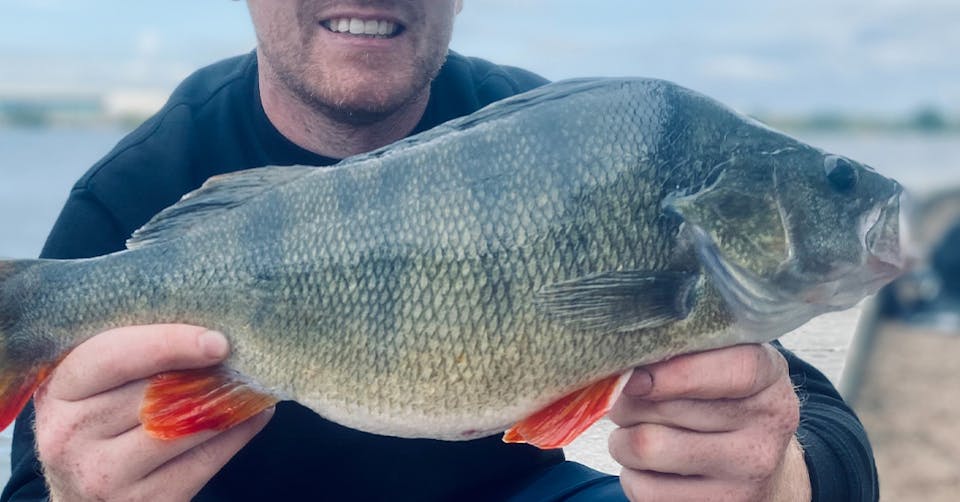 big-perch.jpg?format=jpg&quality=80&width=960&height=540&ratio=16-9 ...