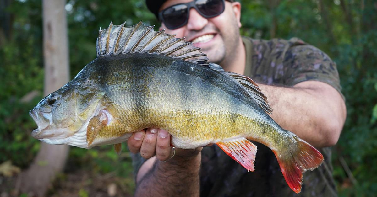 Huge Thames perch smashes PB out the water! - Omar Sriti