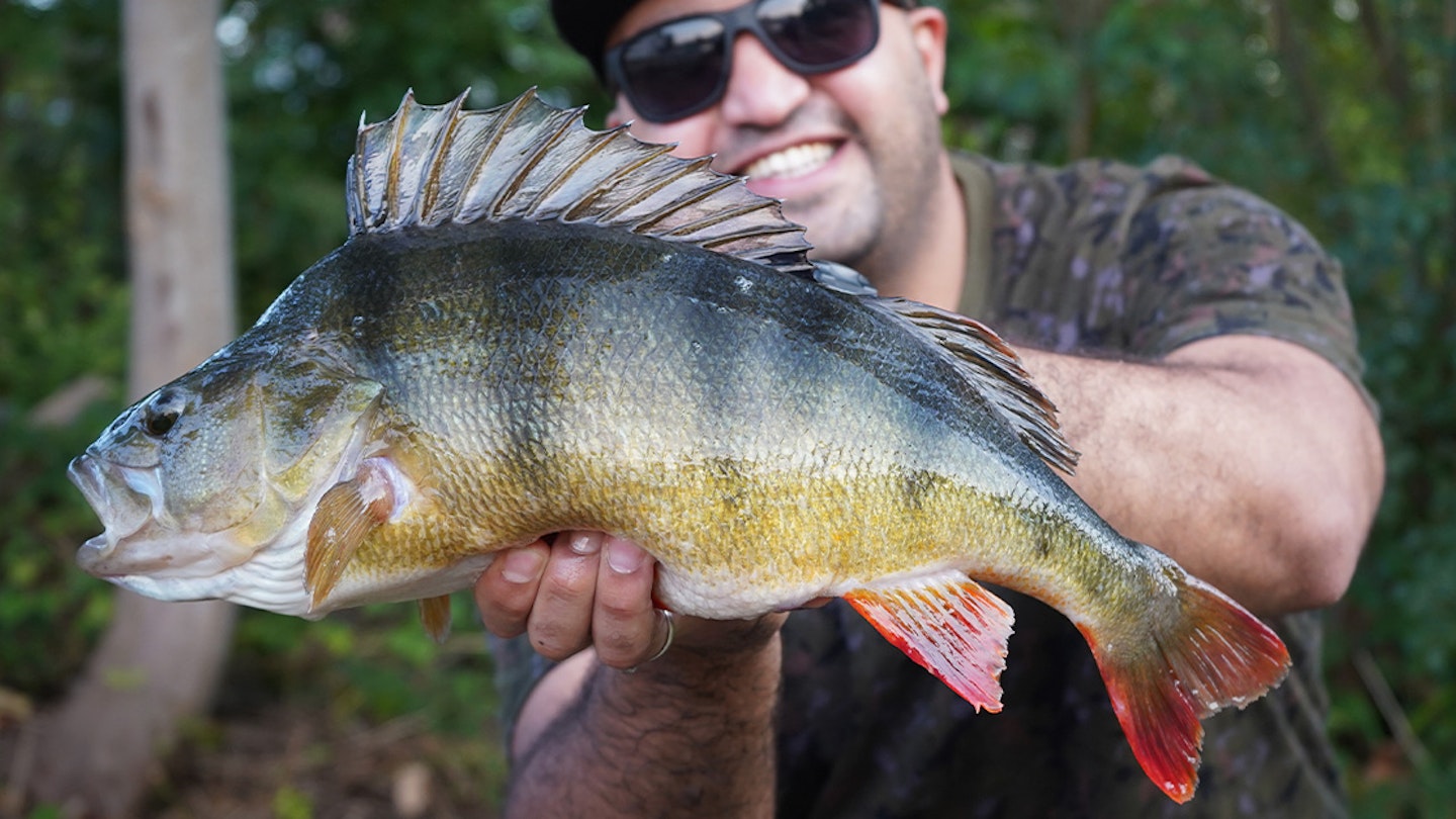 Huge Thames perch smashes PB out the water! – Omar Sriti