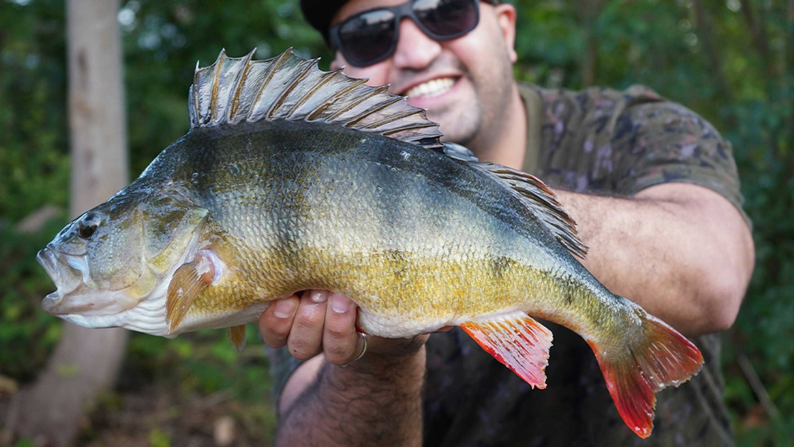 Huge Thames perch smashes PB out the water! - Omar Sriti