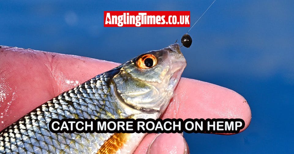 How to fish hemp for roach