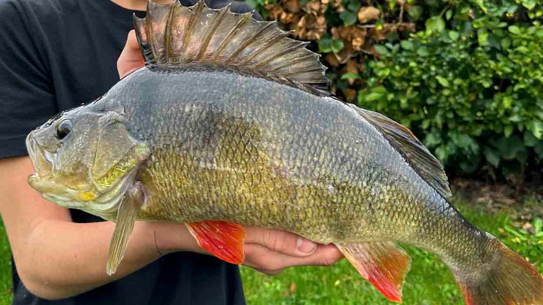 Perch Example Short session produces MONSTER PERCH | Angling Times