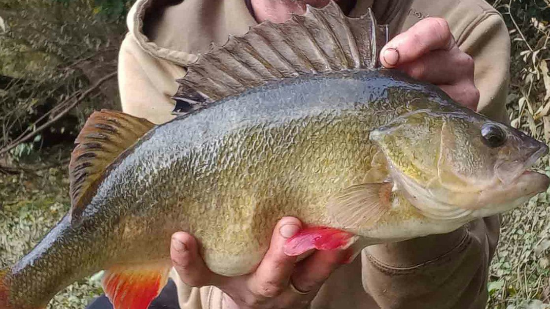 Perch Rotten “A perch that made my day” – Martin Paget | Angling Times