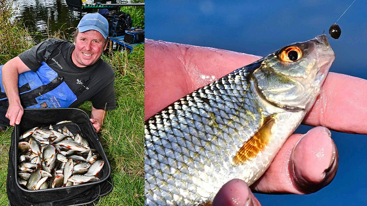 Roach Fish Roe Mastering Roach Fishing with Hemp: Essential Tips and Techniques