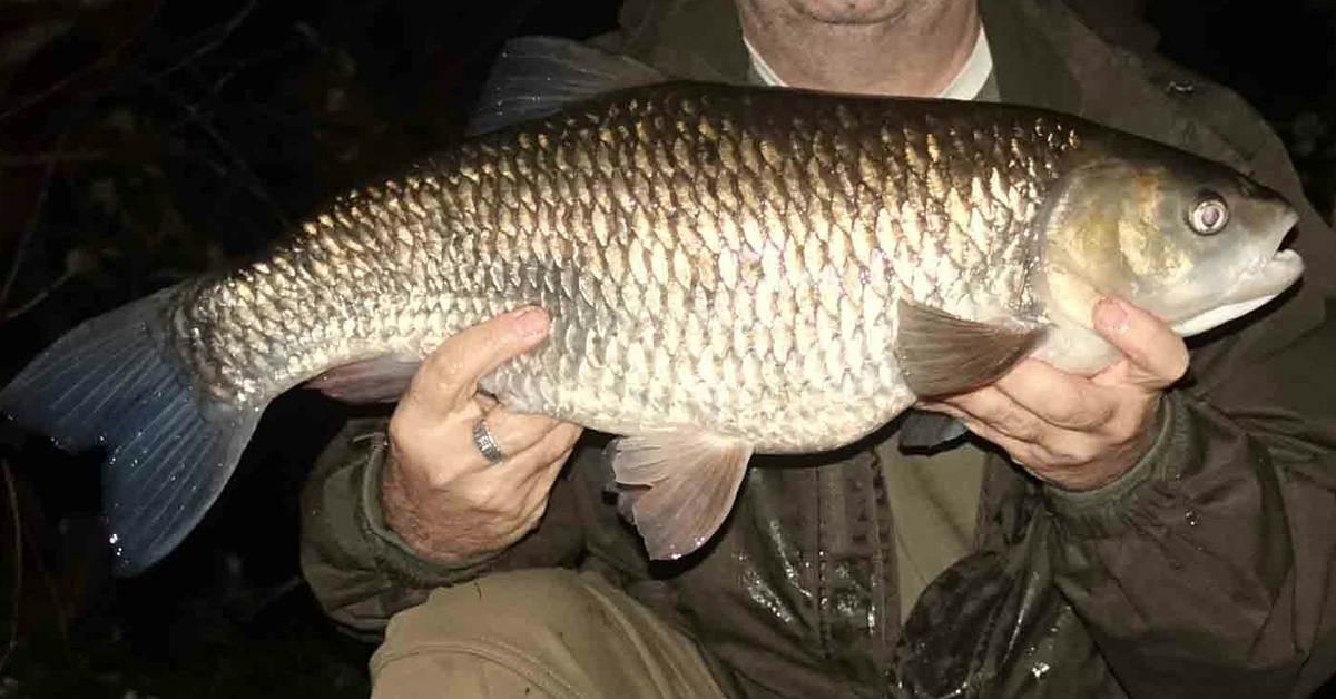 Bread tempts chunky Lea seven-pounder