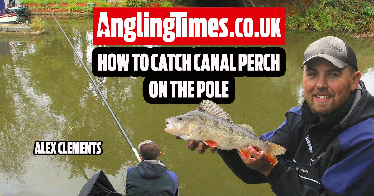 How to catch a big perch from your local canal on the pole