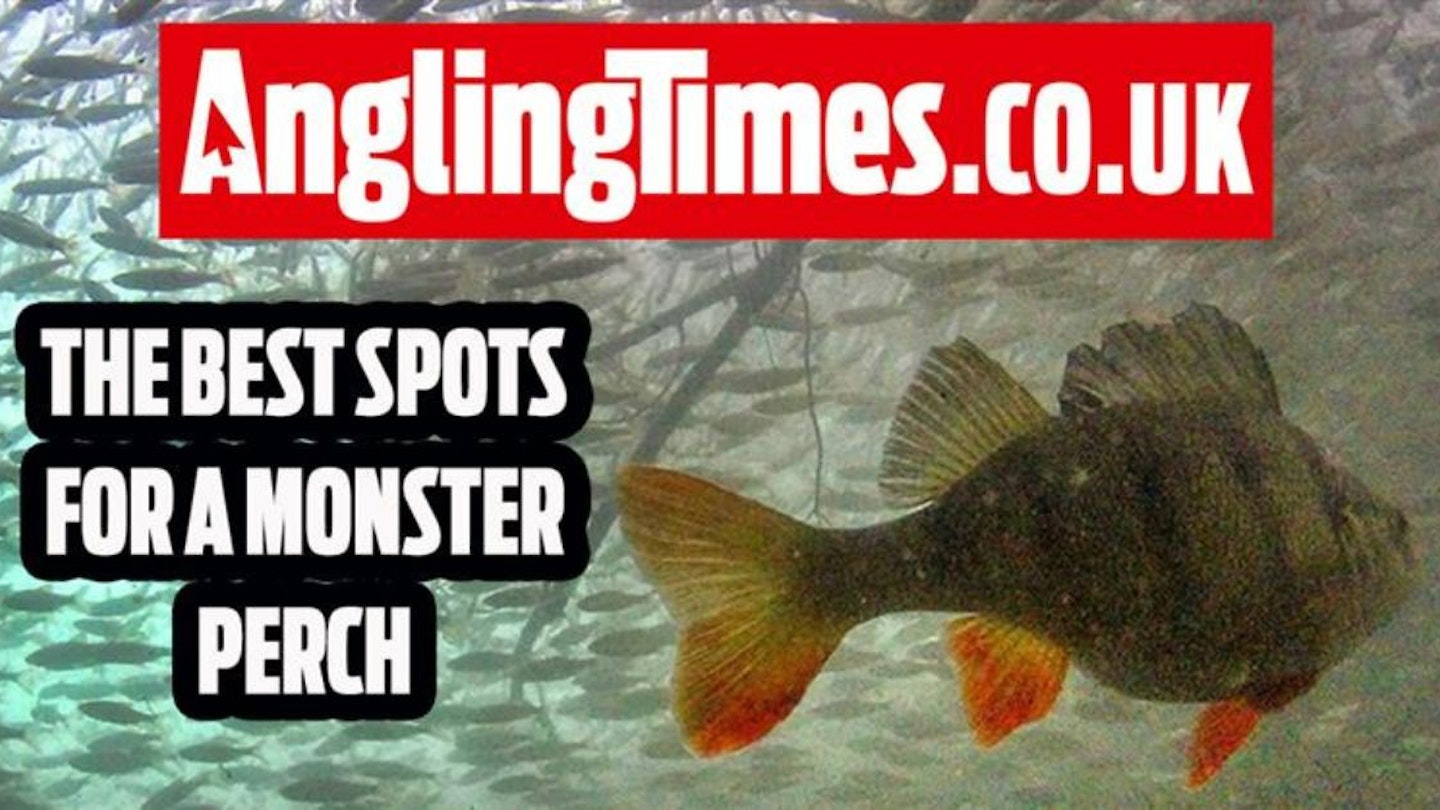 Fishing Near Me: The Best Venues for Monster Perch