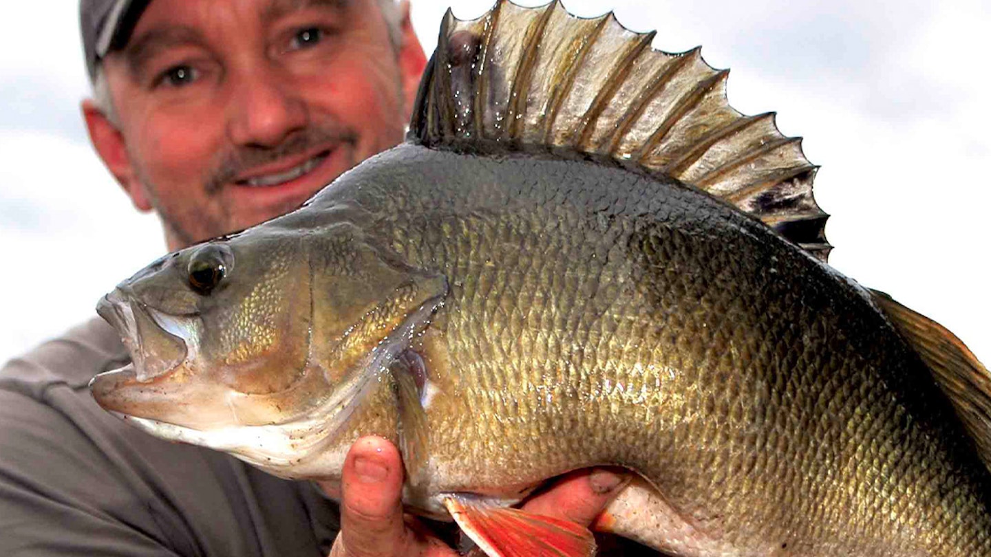BOLT RIG FOOLS BIG STILLWATER PERCH | Angling Times