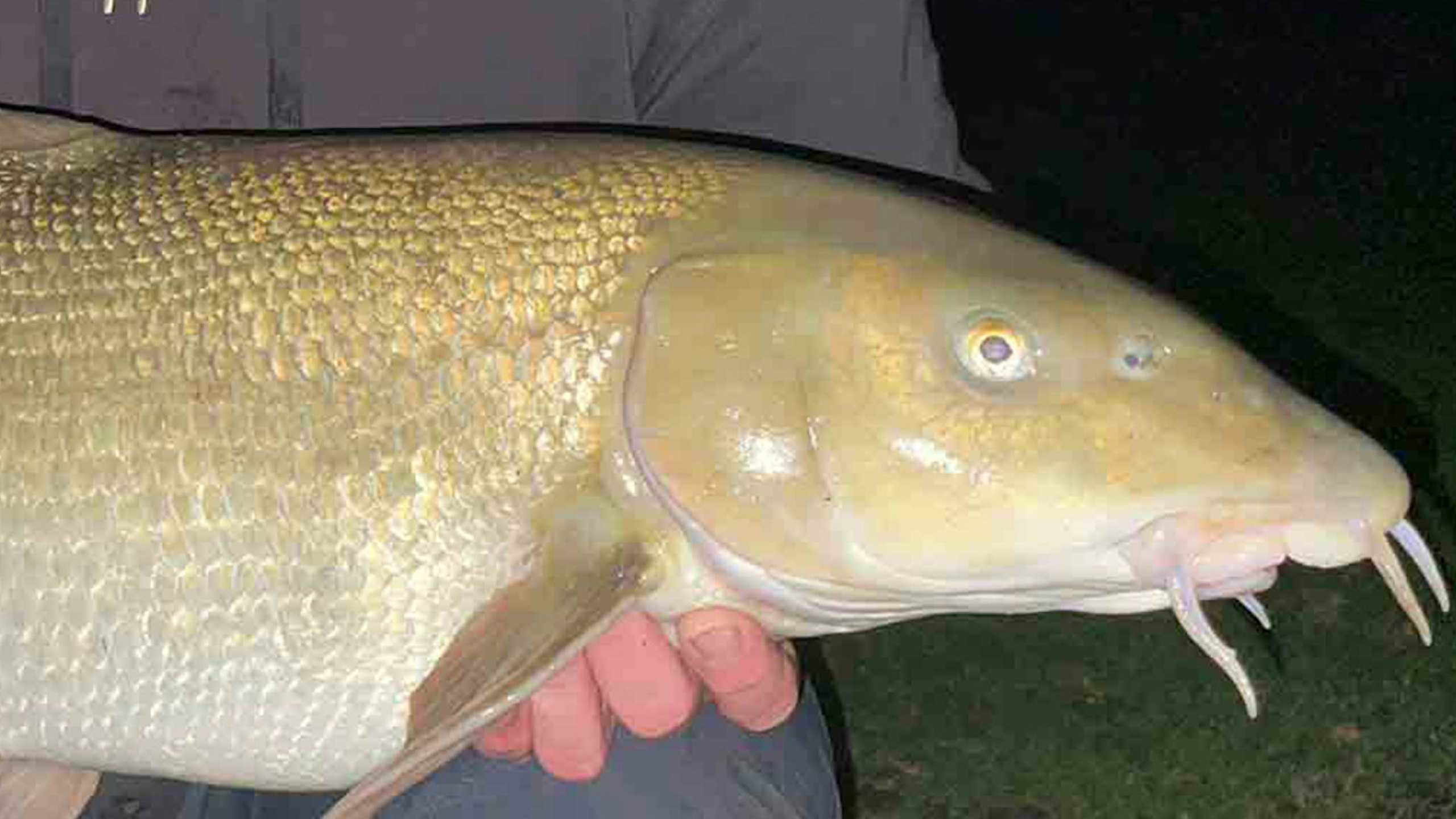 Warks Avon barbel record SMASHED!