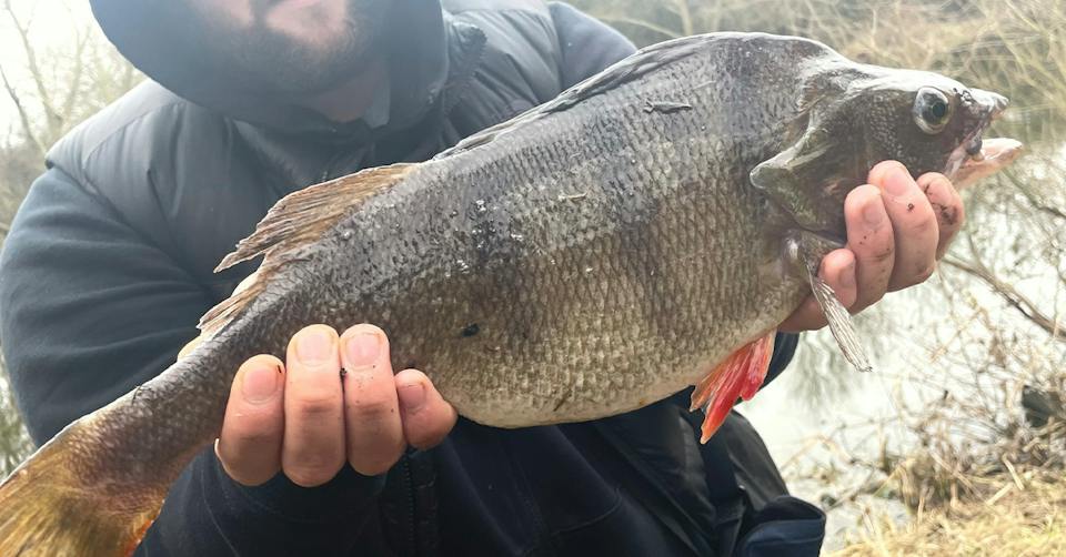 Perch Rotten A warrior of a perch takes a deadbait! | Angling Times