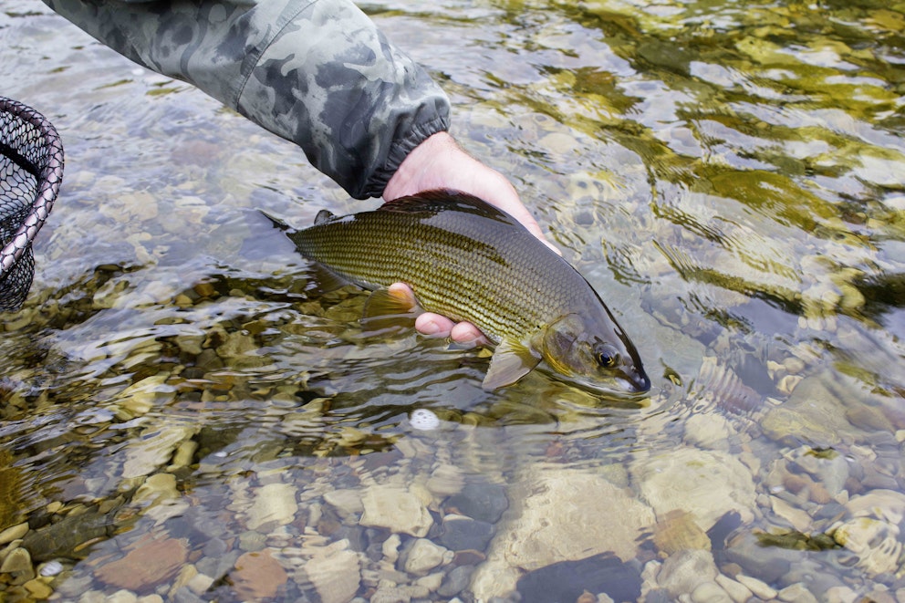 Where to fish for grayling Angling Times