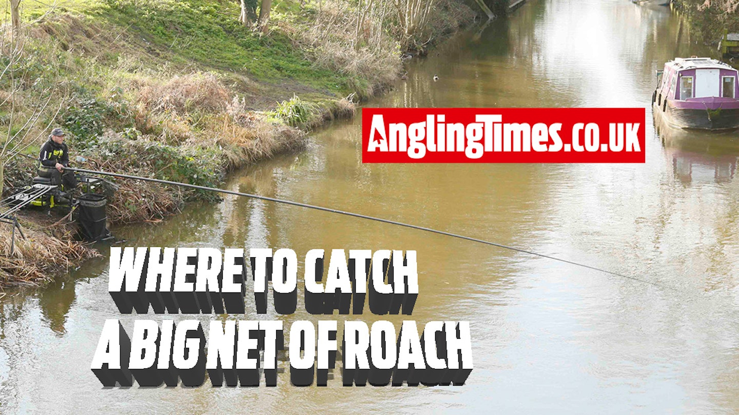 Rivers where you can catch a bumper net of roach