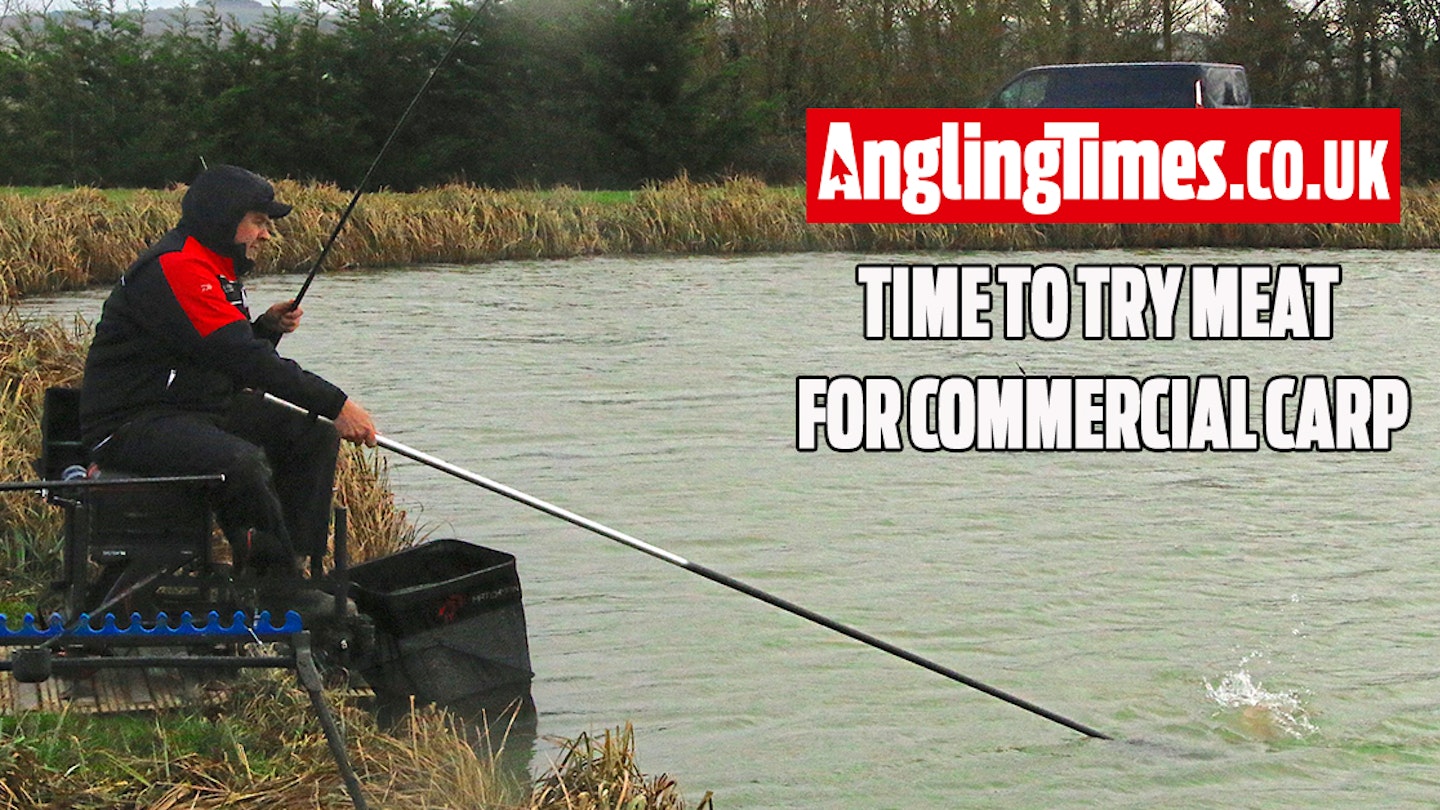 Get fishing with meat early for commercial carp - Pemb Wrighting