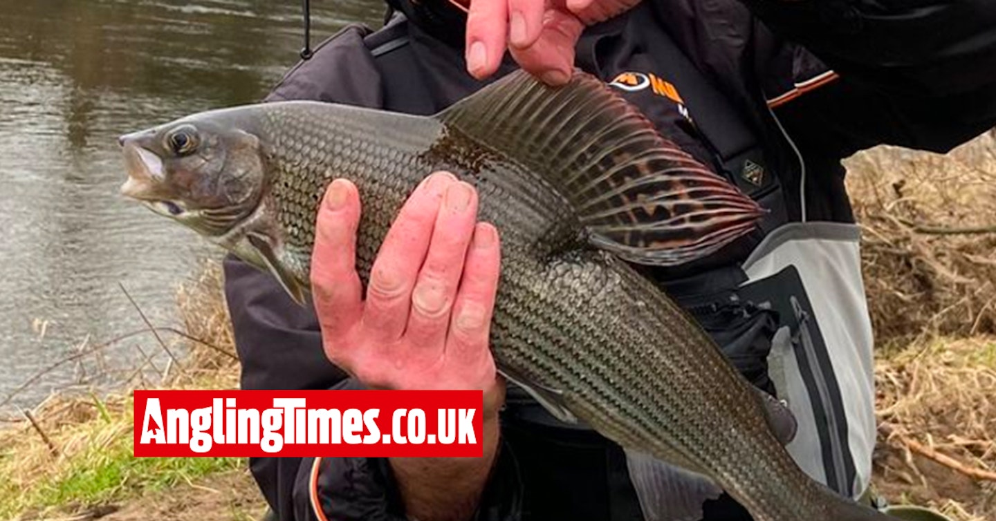 Feeder fishing tactics fool big Scottish grayling