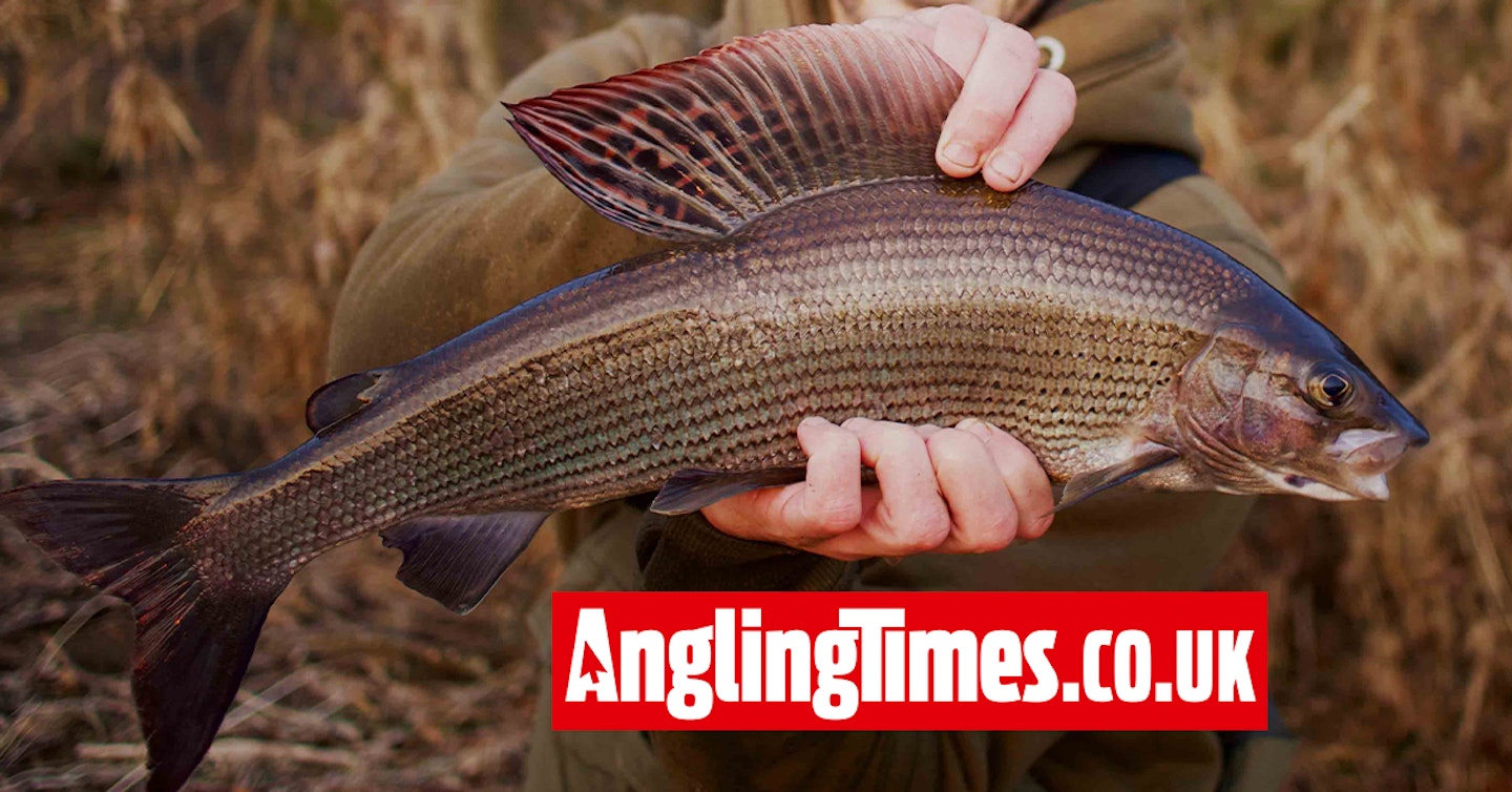 450-mile drive is worth it for Dan's best grayling